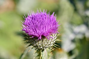 Best Herbicide For Russian Thistle