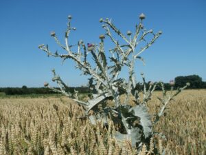 Best Herbicide For Scotch Thistle