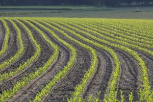 Best Herbicide For Volunteer Corn