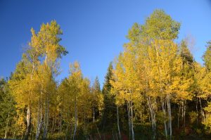 Best Herbicide for Aspen Trees