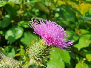 Best Herbicide for Canada Thistle