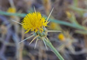Best Herbicide for Yellow Star Thistle