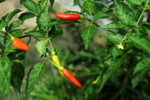 Best Insecticide For Whitefly In Chilli