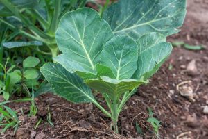 Best Insecticide for Collards