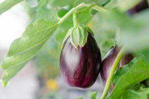 Best Insecticide for Eggplant