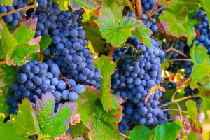 Best Insecticide for Grape Vines