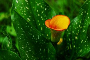 Best Place To Plant Calla Lilies