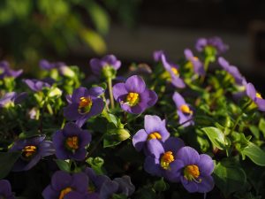 Best Pots For African Violets