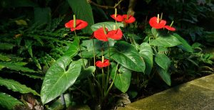 Best Pots For Anthuriums