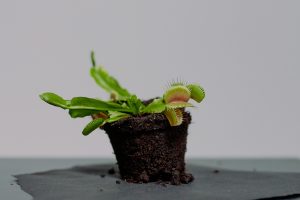 Best Pots For Carnivorous Plants