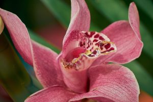 Best Pots for Cymbidium Orchids