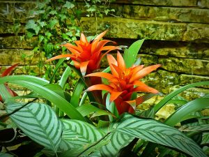 Best Soil For Bromeliads