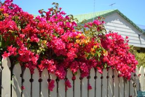 Best Trellis For Bougainvillea