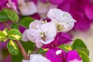 Best Trellis For Bougainvillea