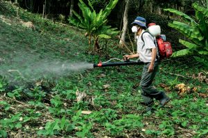 Best Weed Killers for Creeping Charlie