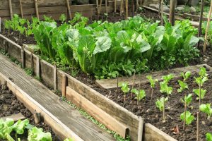 Can Lettuce And Kohlrabi Be Planted Together