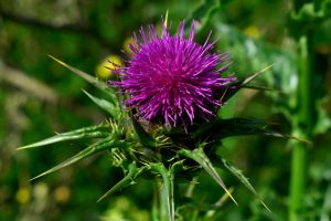 Does Milk Thistle Really Help Repair The Liver