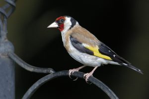 Goldfinches are small, vibrant birds attracted to Vitex seeds