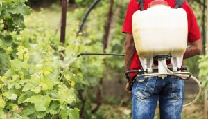 Herbicide For Blackberries