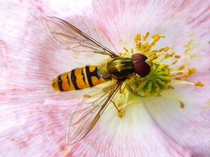 Hoverflies, known for their pest control capabilities, are highly attracted to Vitex