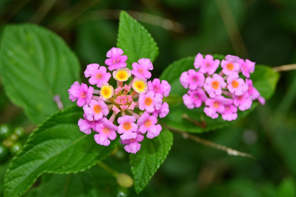 How Do You Prune Lantana For More Blooms