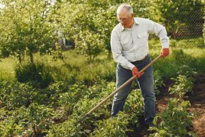 How To Get Rid Of Buckthorn Without Chemicals