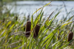 How To Get Rid Of Cattails In My Pond Without Killing FisH