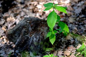 How To Get Rid Of Elm Tree Sprouts