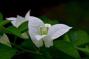 How To Make Bougainvillea Bloom Faster