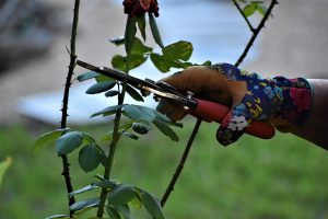 How To Prune Bougainvillea In Pots