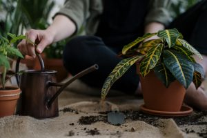 How To Water Potted Plants While On Vacation