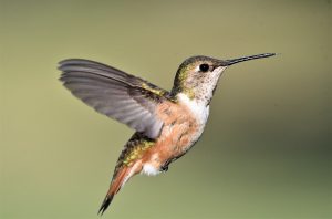 Hummingbirds are captivated by Vitex’s tubular flowers