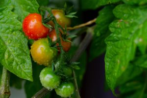 Is Black Gold Potting Soil Good For Tomatoes