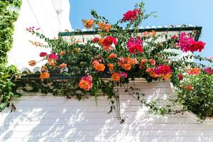 Is Bougainvillea Poisonous To Dogs 