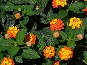 Is Lantana Invasive In California