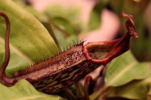 Is Nepenthes An Insectivorous Plant 