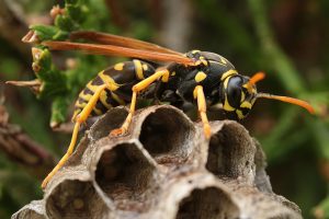 Predatory Wasps