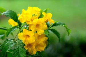 Problems With Yellow Bells