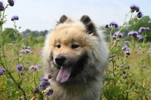 Toxic Plants For Dogs