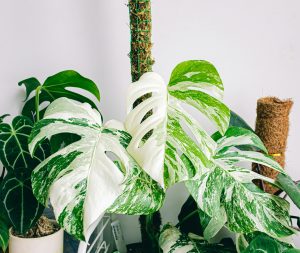 Best Fertilizer For Variegated Monstera