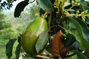 What Are The Symptoms Of Avocado Leaf Disease