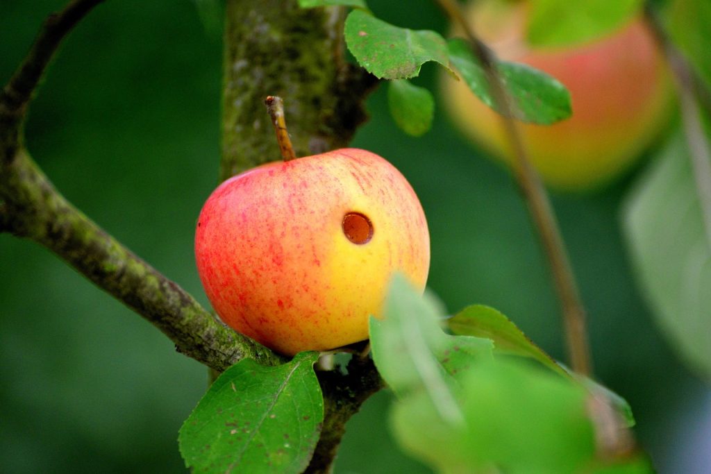 What Can I Spray On Apple Trees To Keep Worms Out Of Apples