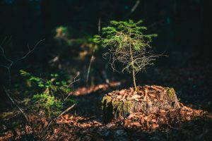 What Do You Put On Tree Stumps To Keep Them From Growing Back