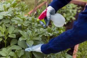 What Is 24d Herbicide Used For