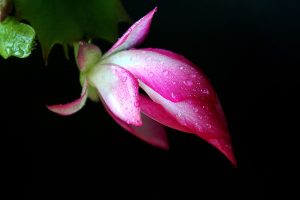 What Is The Difference Between A Christmas Cactus And A Zygocactus