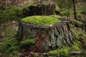 What Is The Fastest Way To Dissolve A Tree Stump