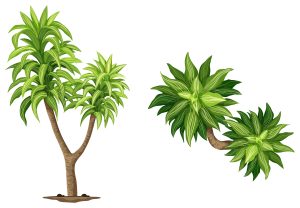 What Is The Spiritual Meaning Of The Dracaena Plant