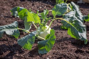 What Not To Plant With Kohlrabi