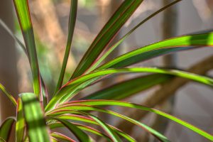 Where Should Dracaena Be Placed In The House