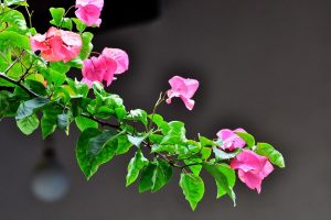 Where Should You Not Plant Bougainvillea